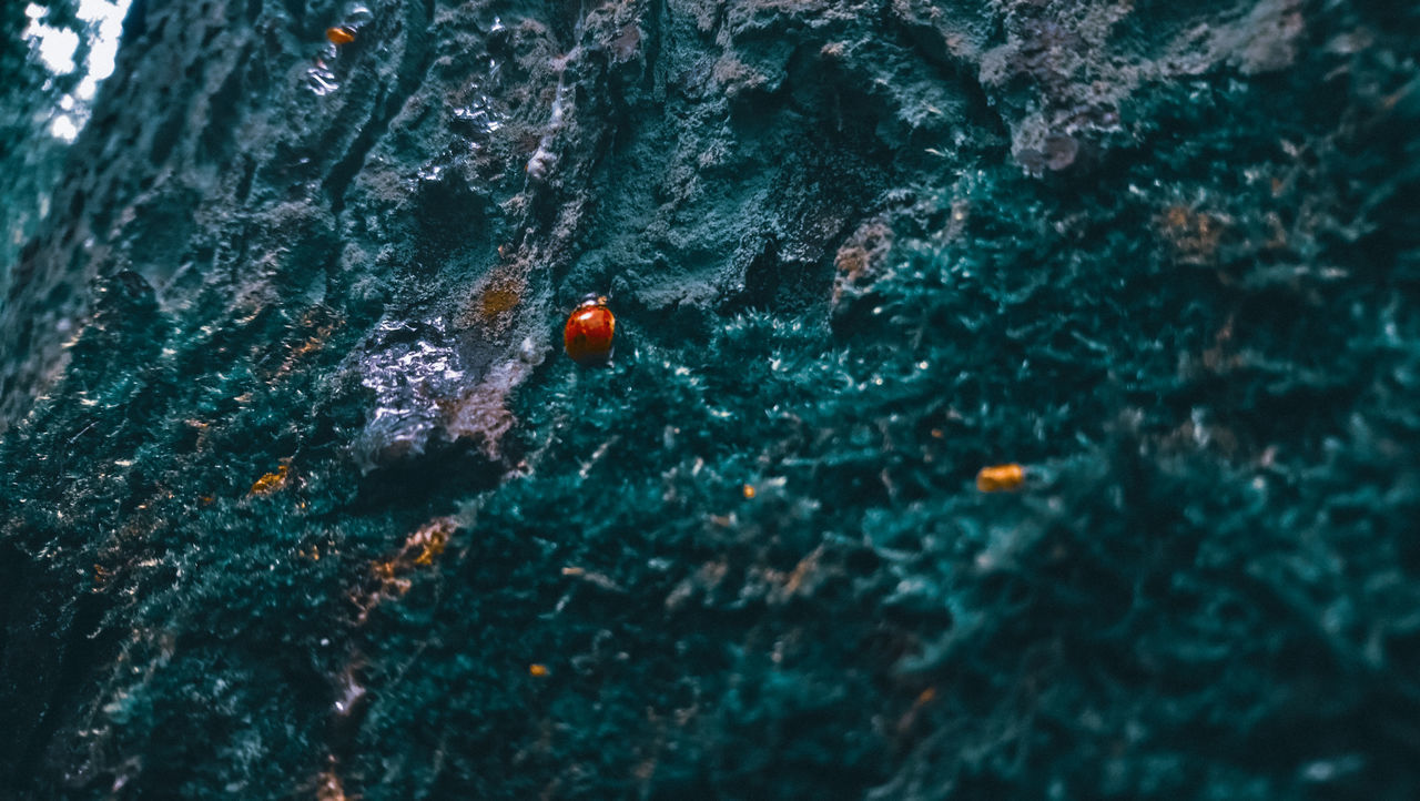 HIGH ANGLE VIEW OF LADYBUG ON GREEN TREE