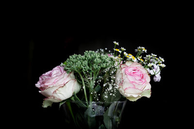 Pink roses in vase against black background