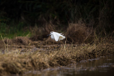 View of a bird flying over water