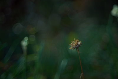 Close-up of wilted plant