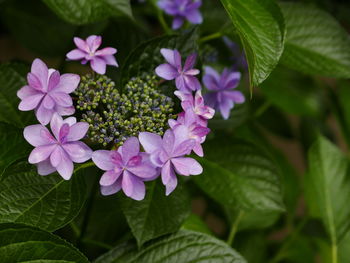 Close-up of purple flowers