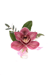 Close-up of pink flower against white background