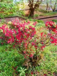 Flowers growing on plant