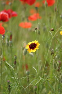 Close-up of yellow flowers