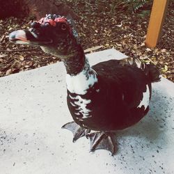 High angle view of duck on field