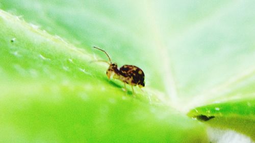 Close-up of insect on plant