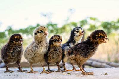 Close-up of young birds