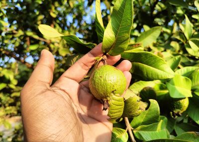 Guava beautiful tree