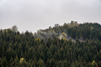 Pine trees in forest against sky