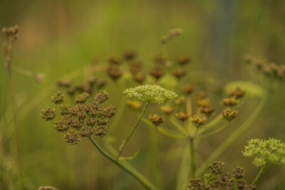 Close-up of wilted flowers on field