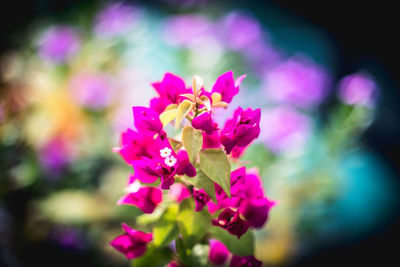 Close-up of pink bougainvillea blooming outdoors