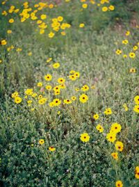 Close-up of yellow flowers on field