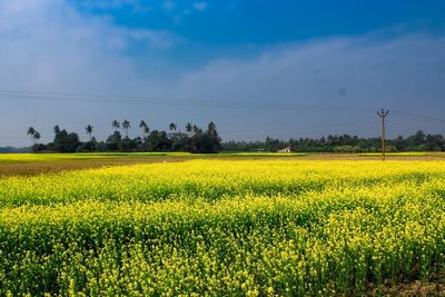 Scenic view of oilseed rape field against sky