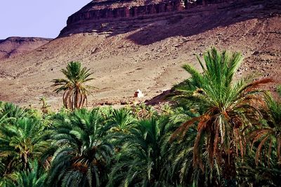 Palm tree on desert against sky