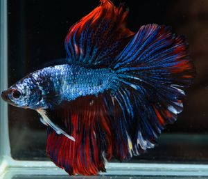 Close-up of fish swimming in aquarium