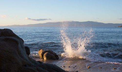 View of dog at beach against sky