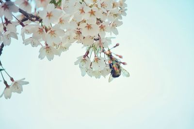 Low angle view of cherry blossom against clear sky