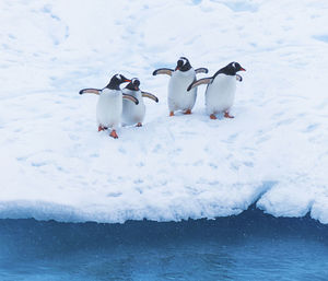 Penguin on snow