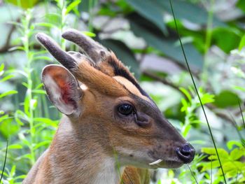 Close-up of an animal looking away in forest