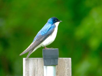 Close-up of bird perching on wooden post