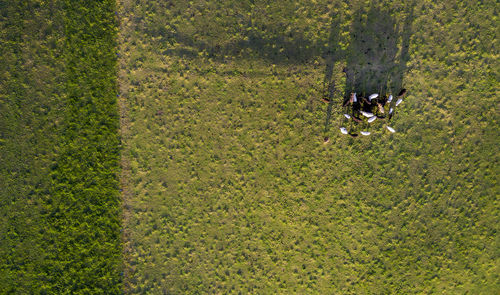 High angle view of horse on field