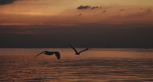 Silhouette birds flying over sea against sunset sky