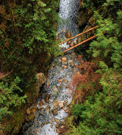 River amidst trees in forest