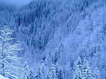 Close-up of snow on tree