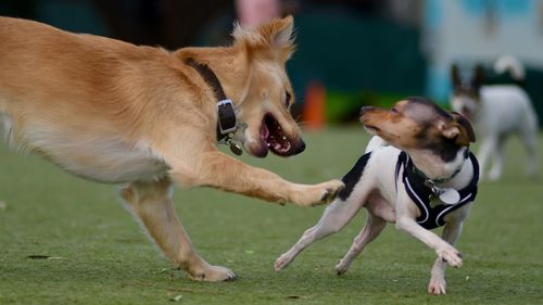 View of two dogs on land