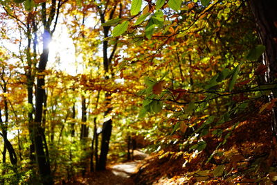 Trees growing in forest during autumn