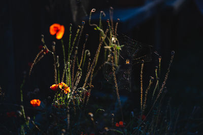 Golden hour in the garden 