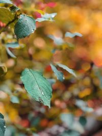 Close-up of water drops on leaves during autumn
