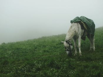 View of horse grazing on field