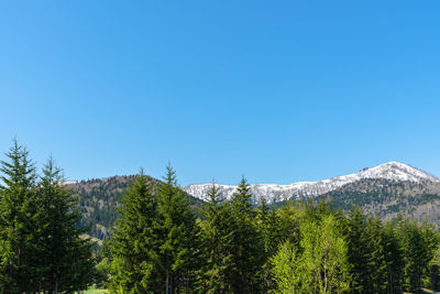 Low angle view of trees and mountains against clear blue sky