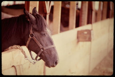 Close-up of horse