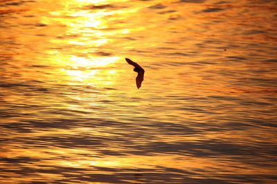 Bird flying over lake against sky during sunset