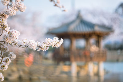 Close-up of flower against blurred background