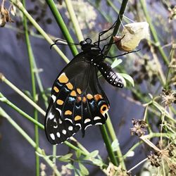Close-up of butterfly pollinating flower