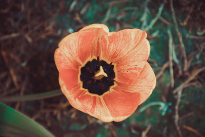Close-up of orange rose flower