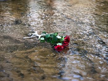 High angle view of red flowering plant in water