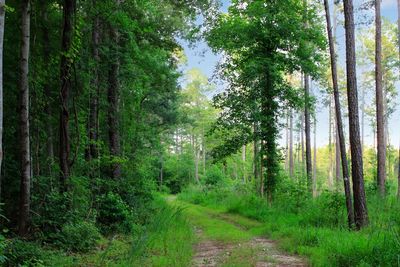 Trail amidst trees in forest