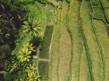 High angle view of agricultural field