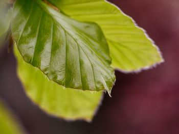 Close-up of green leaves