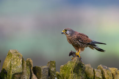 Male kestrel, falco tinnunculus, perched on a dry stone wall