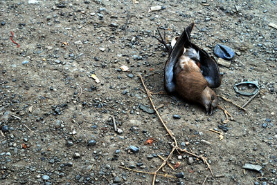 High angle view of bird on field