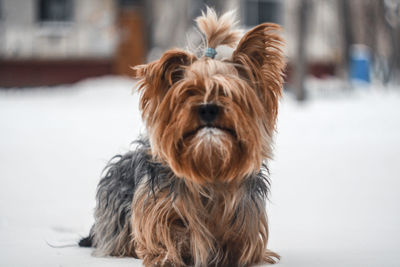 Portrait of a dog on snow