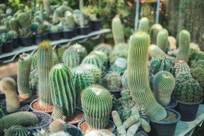 Close-up of succulent plant