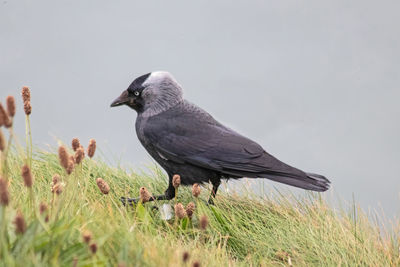 Jackdaw at bempton cliffs, north yorkshire