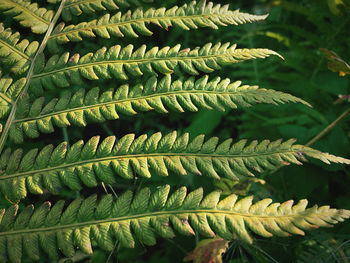 Close-up of fern leaves