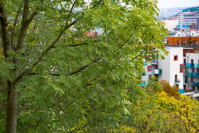 Trees in front of house